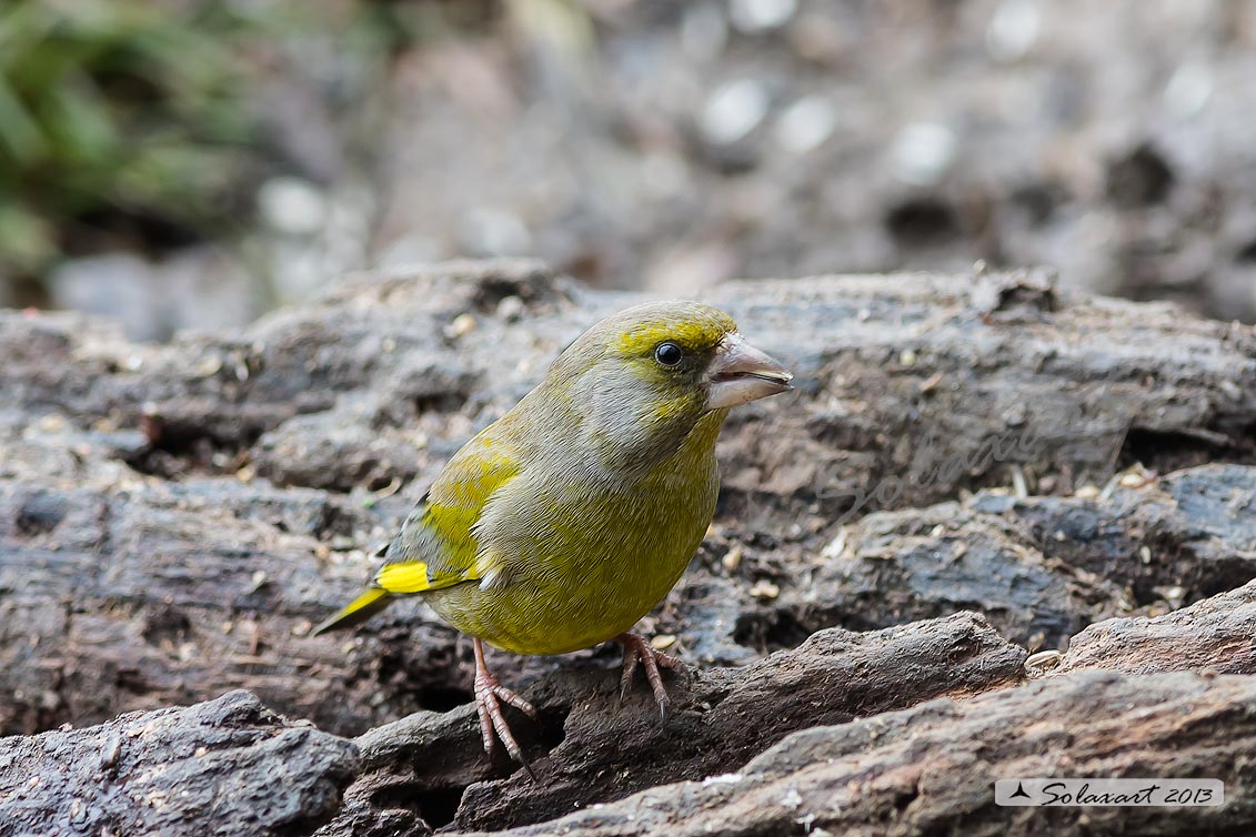Carduelis chloris; Verdone; European Greenfinch