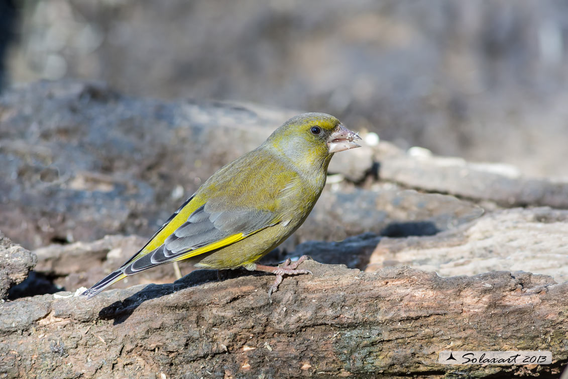 Carduelis chloris; Verdone; European Greenfinch