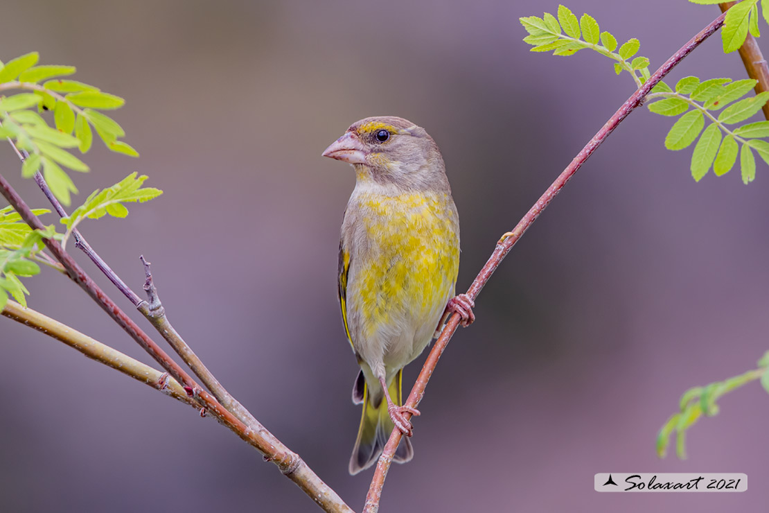 Carduelis chloris; Verdone; European Greenfinch