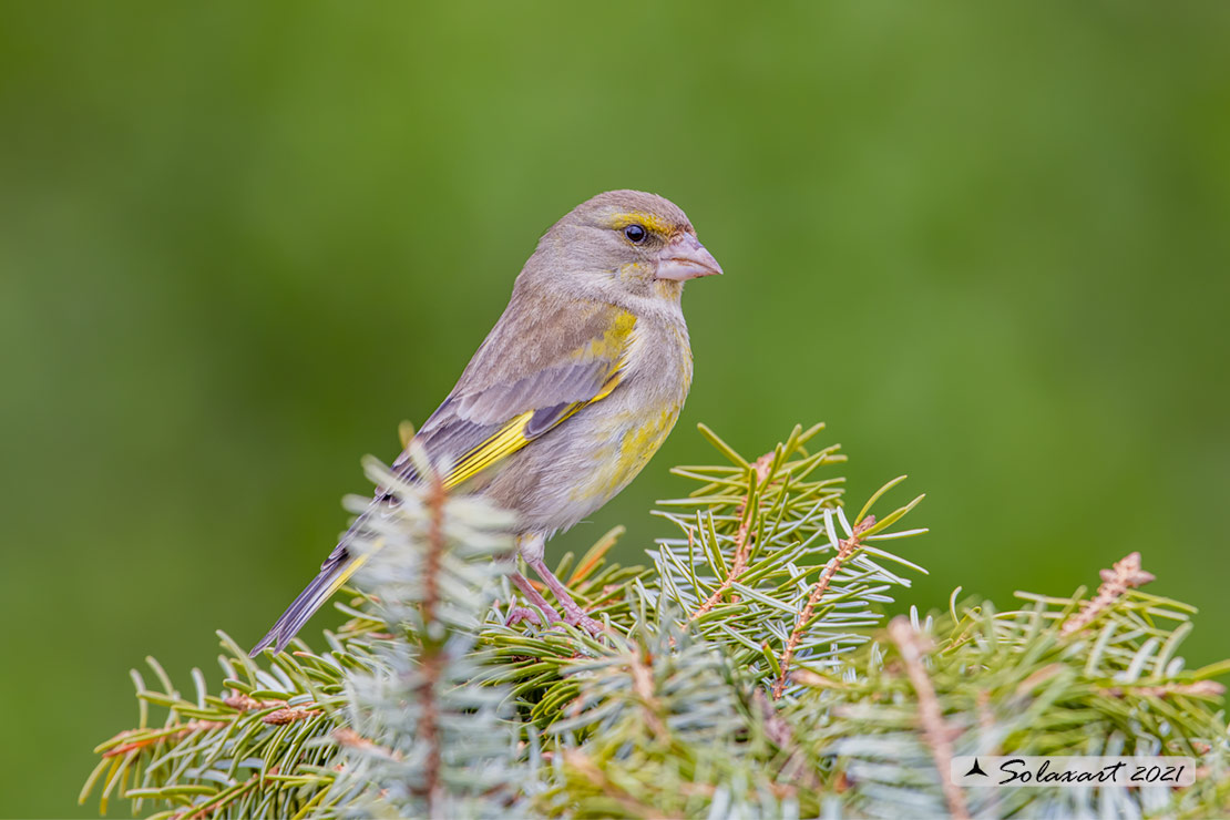 Carduelis chloris; Verdone; European Greenfinch