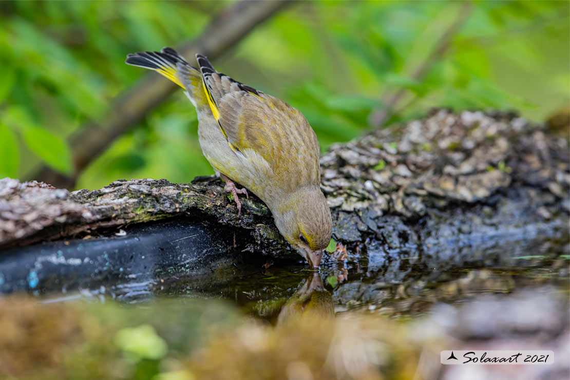 Carduelis chloris; Verdone; European Greenfinch