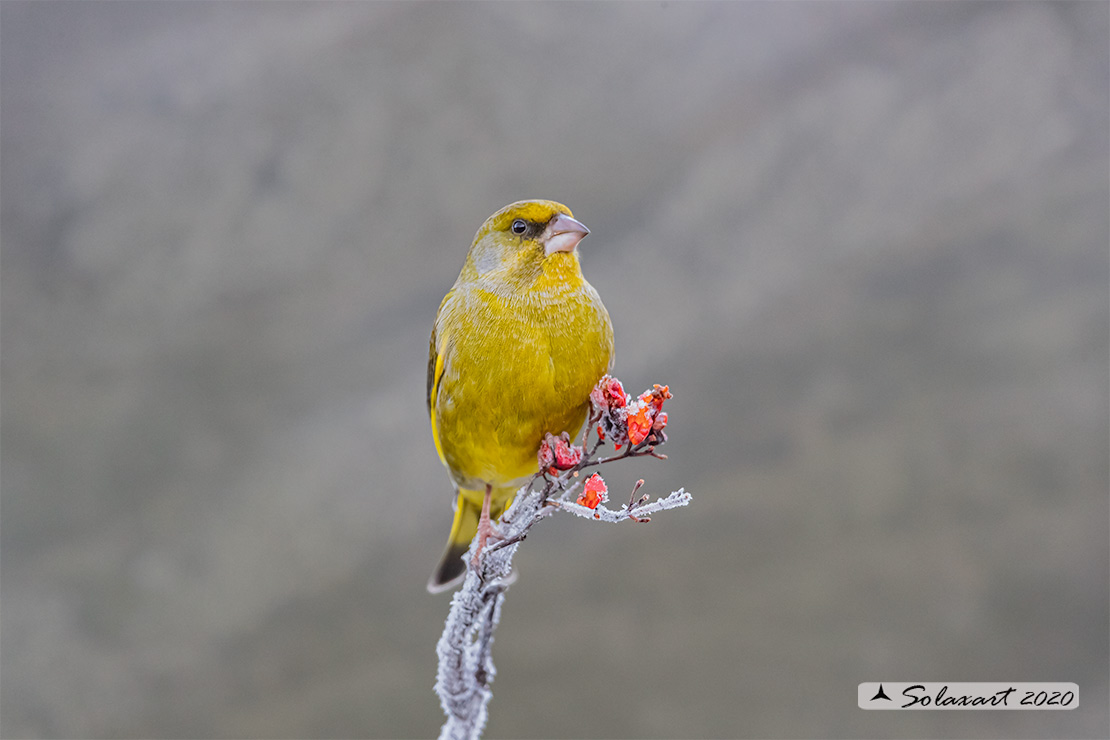 Carduelis chloris; Verdone; European Greenfinch