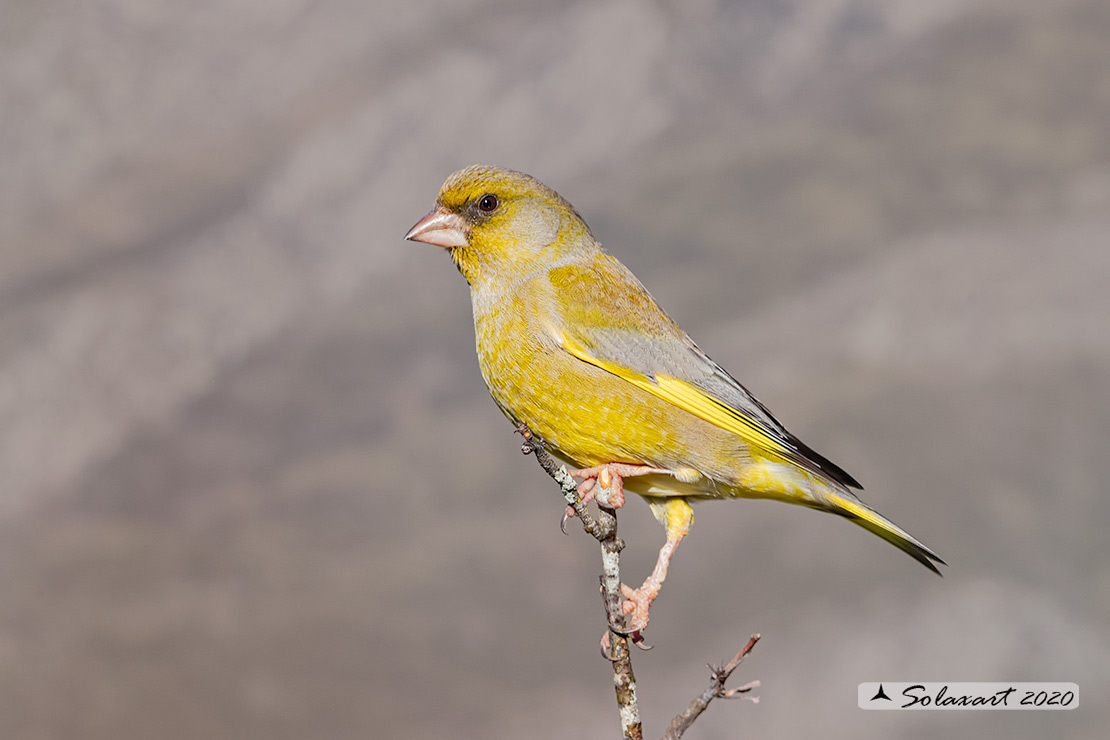 Carduelis chloris; Verdone; European Greenfinch