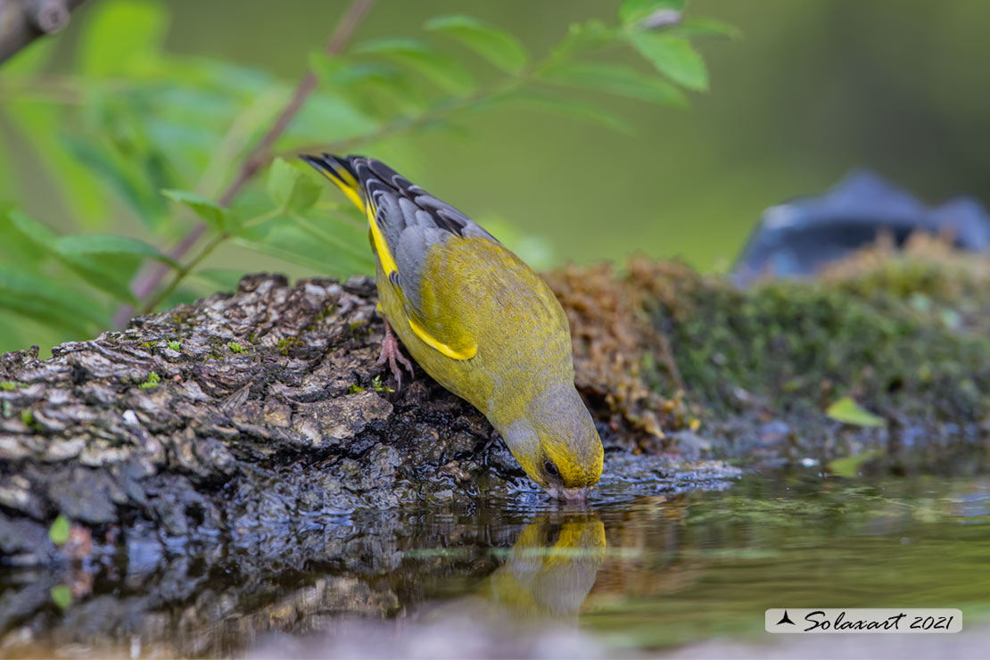 Carduelis chloris; Verdone; European Greenfinch