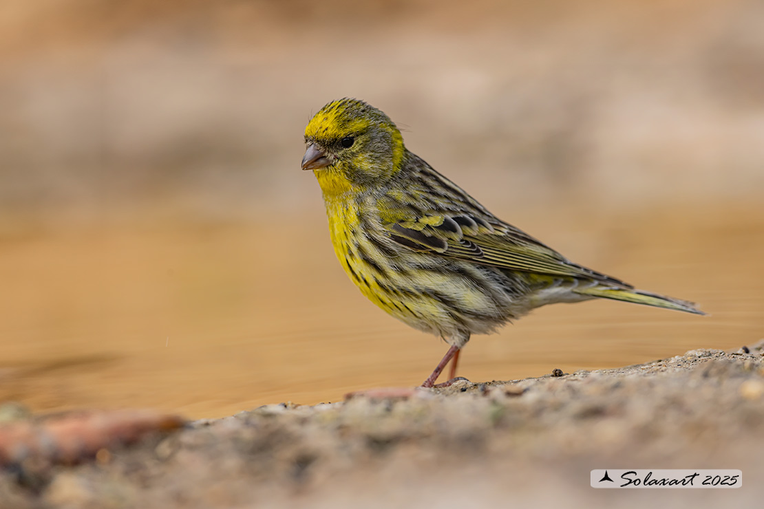Serinus serinus:  Verzellino (maschio) ; Serin (male)