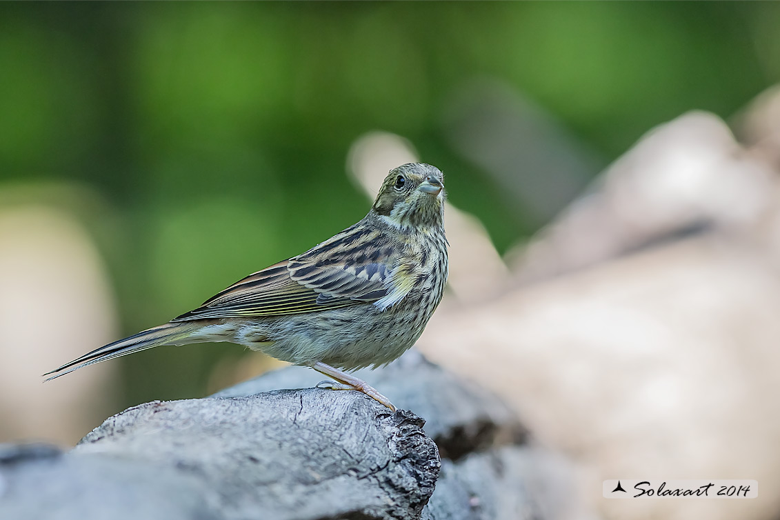 Serinus serinus:  Verzellino (femmina) ; Serin (female)