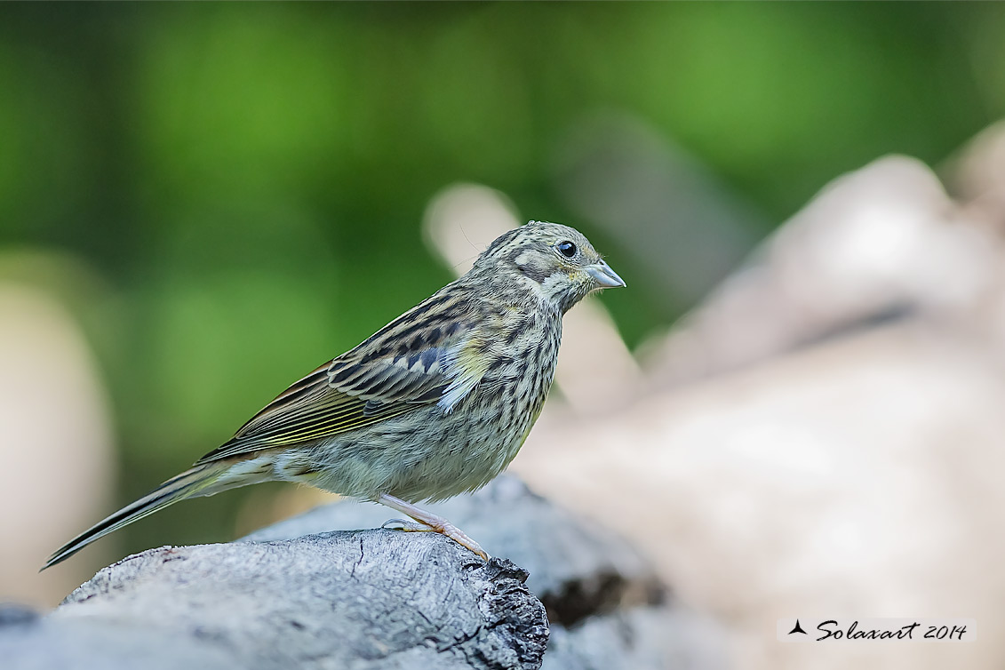 Serinus serinus:  Verzellino (femmina) ; Serin (female)