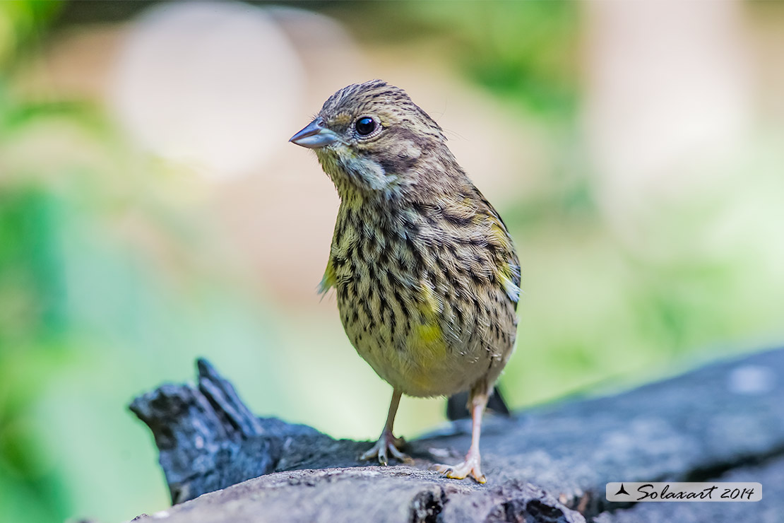 Serinus serinus:  Verzellino (femmina) ; Serin (female)