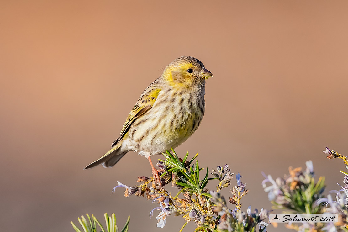 Serinus serinus:  Verzellino (femmina) ; Serin (female)