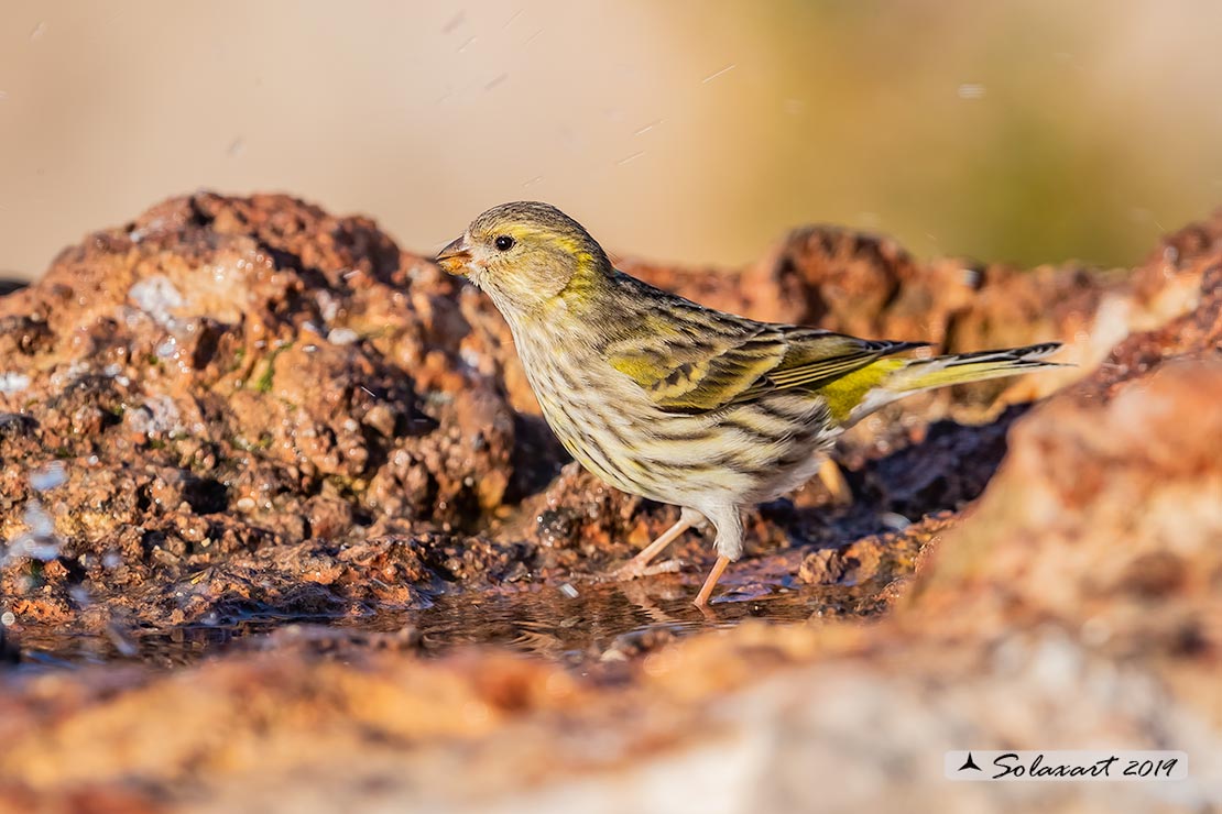 Serinus serinus:  Verzellino (femmina) ; Serin (female)