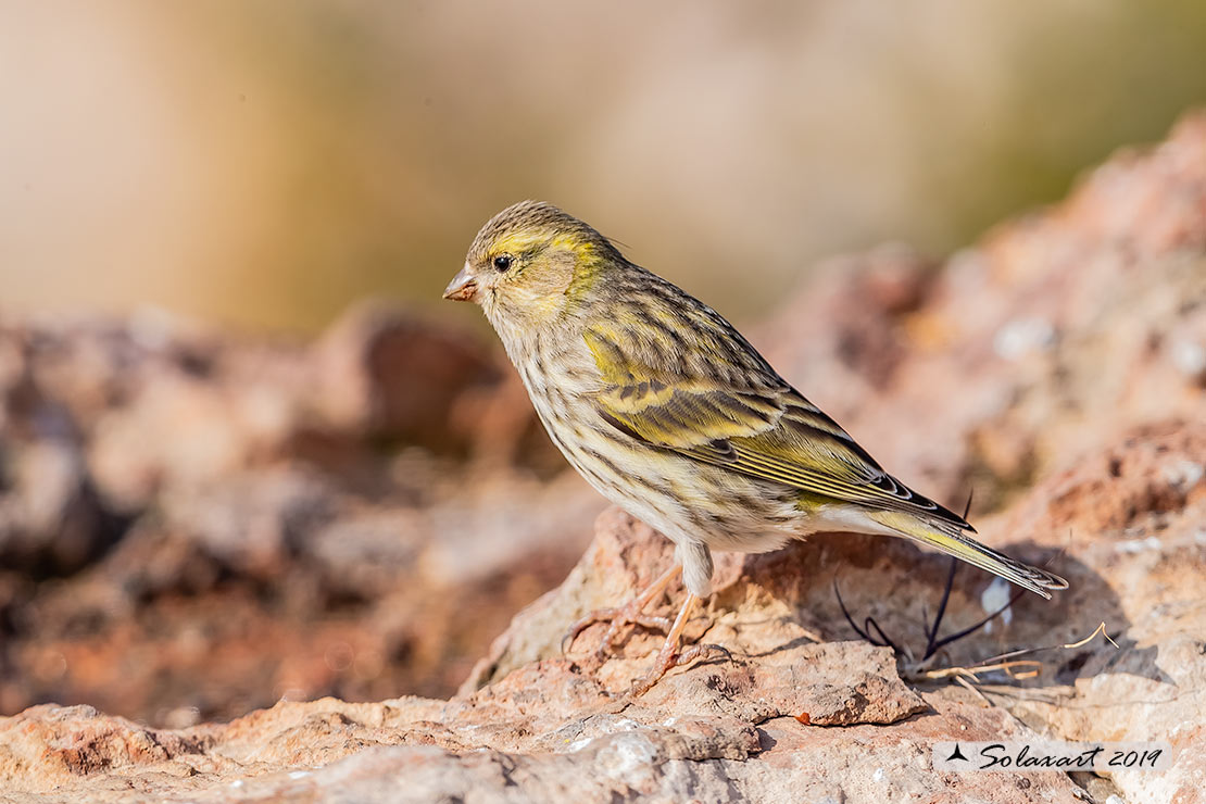 Serinus serinus:  Verzellino (femmina) ; Serin (female)