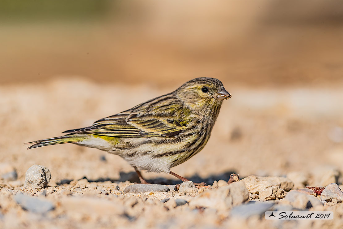 Serinus serinus:  Verzellino (femmina) ; Serin (female)