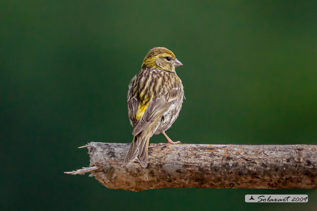 Serinus serinus:  Verzellino (femmina) ; Serin (female)