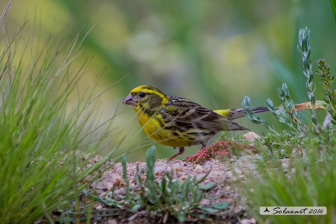 Serinus serinus:  Verzellino (maschio) ; Serin (male)
