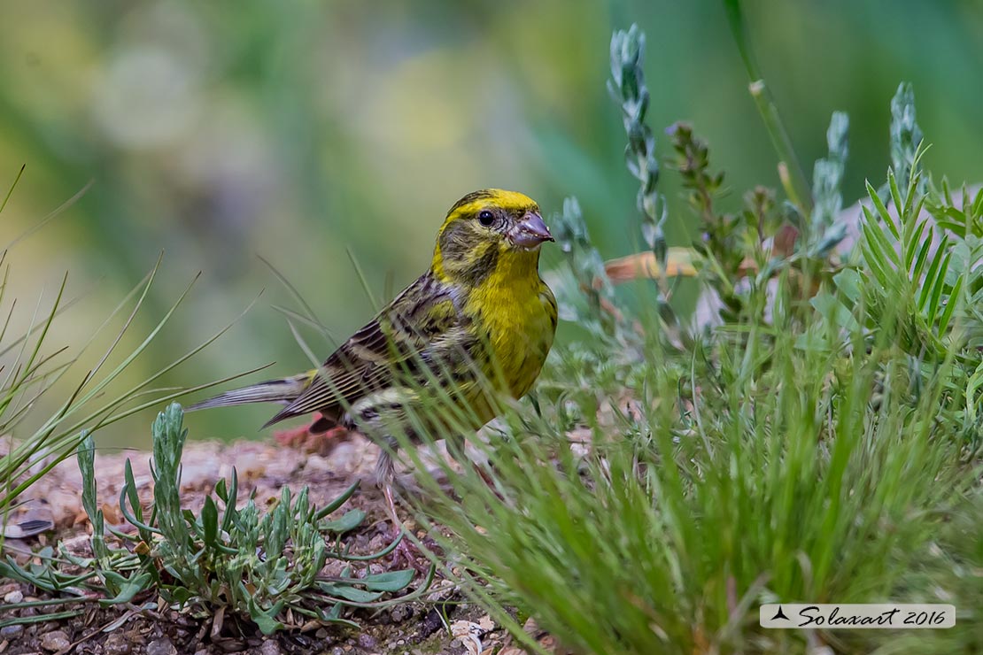 Serinus serinus:  Verzellino (maschio) ; Serin (male)