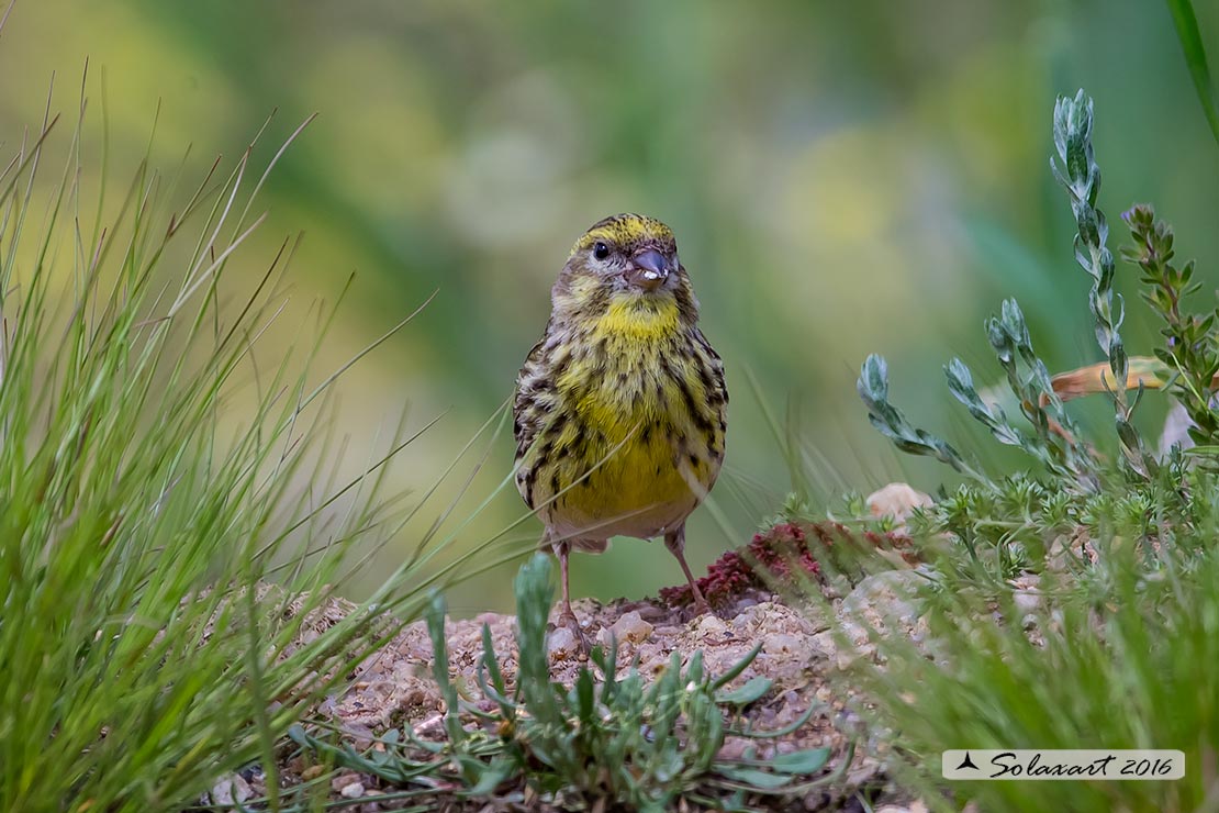 Serinus serinus:  Verzellino (maschio) ; Serin (male)