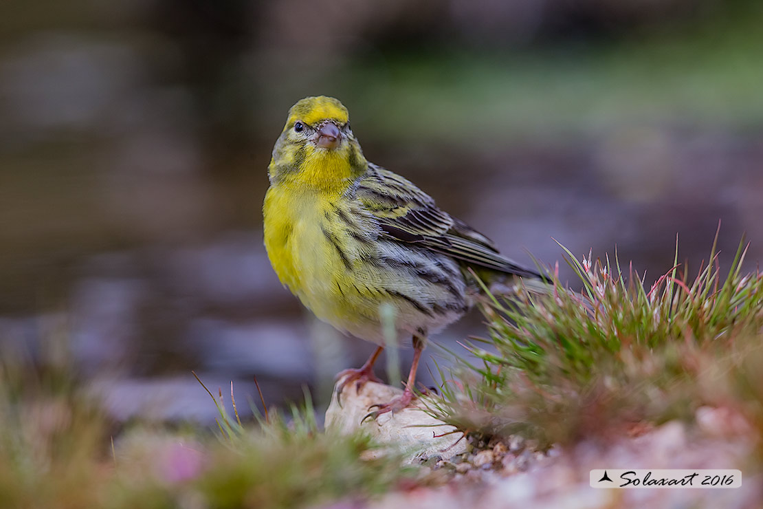 Serinus serinus:  Verzellino (maschio) ; Serin (male)