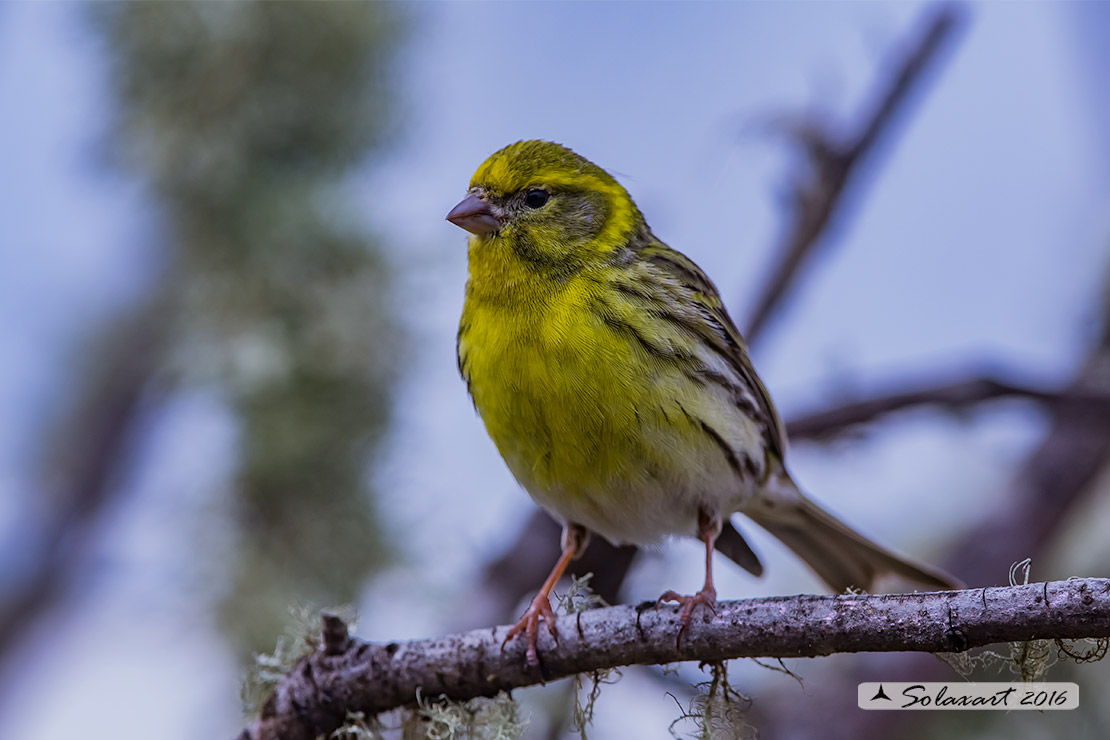 Serinus serinus:  Verzellino (maschio) ; Serin (male)