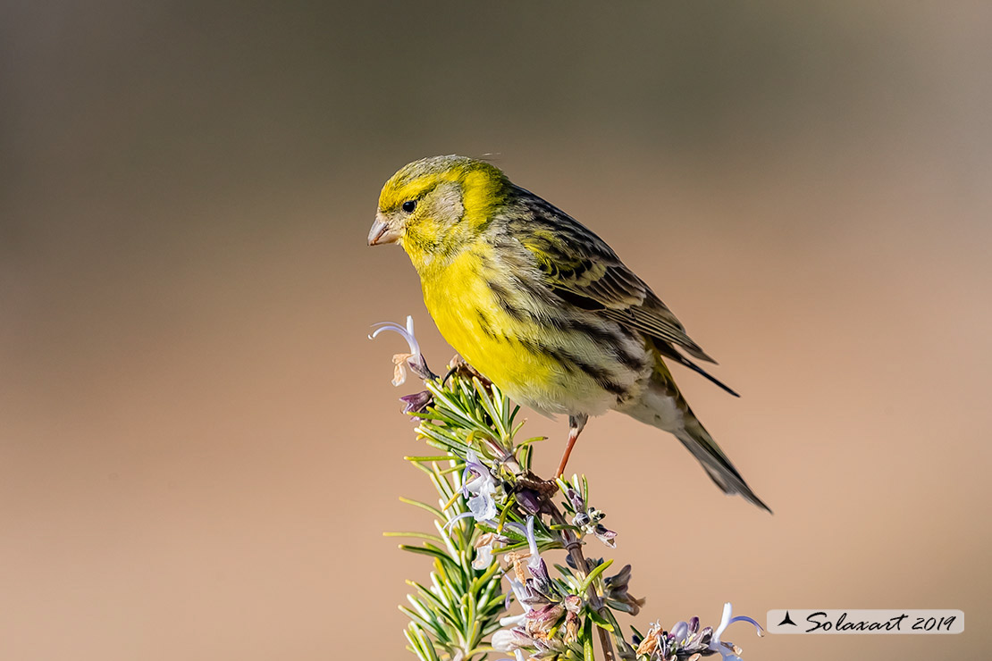Serinus serinus:  Verzellino (maschio) ; Serin (male)