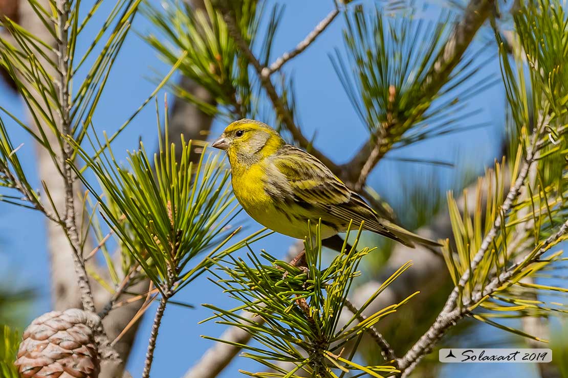 Serinus serinus:  Verzellino (maschio) ; Serin (male)