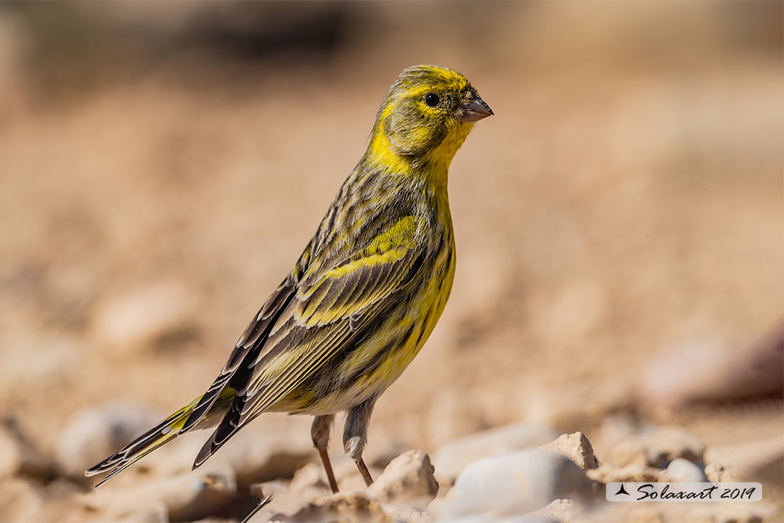 Serinus serinus:  Verzellino (maschio) ; Serin (male)