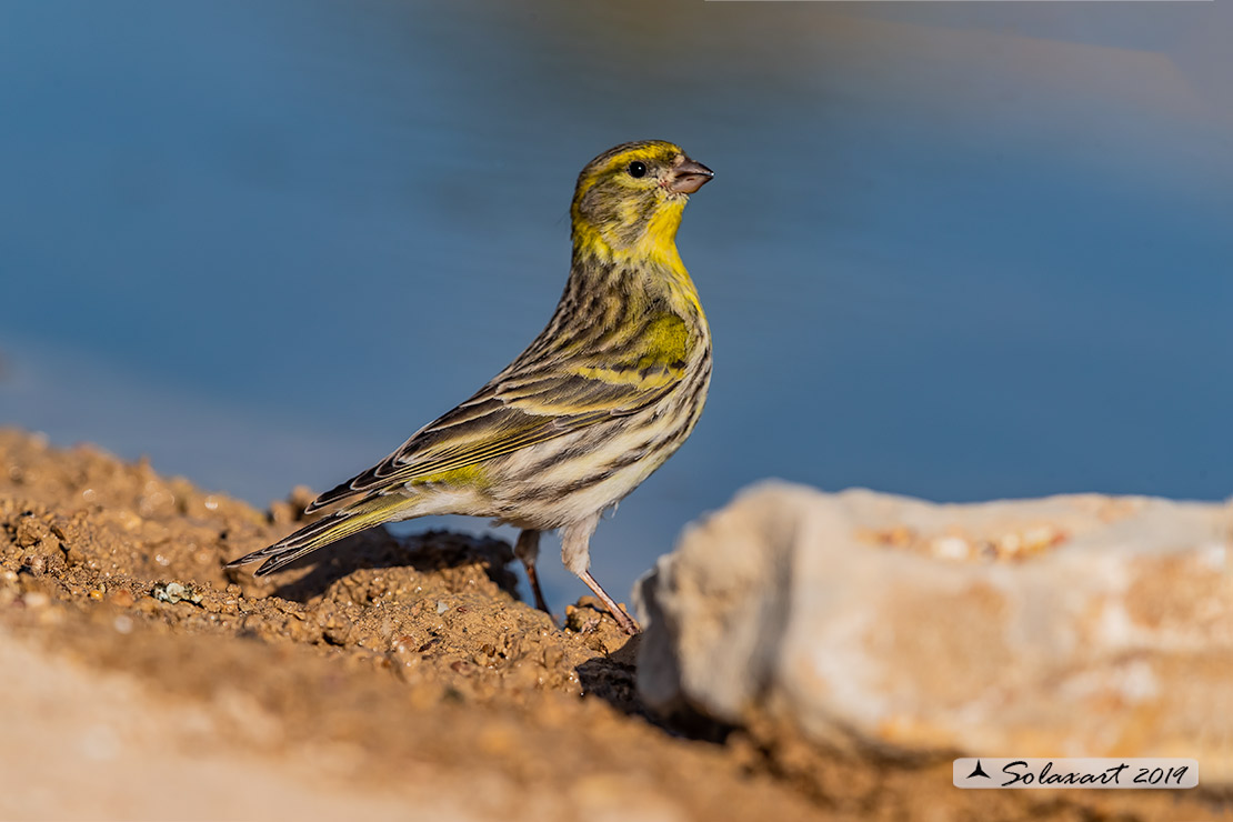Serinus serinus:  Verzellino (maschio) ; Serin (male)