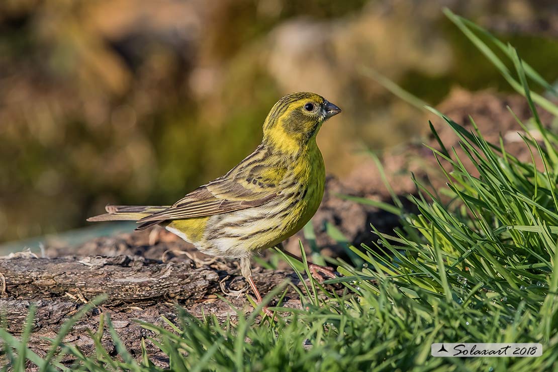 Serinus serinus:  Verzellino (maschio) ; Serin (male)