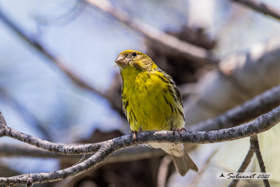 Serinus serinus:  Verzellino (maschio) ; Serin (male)
