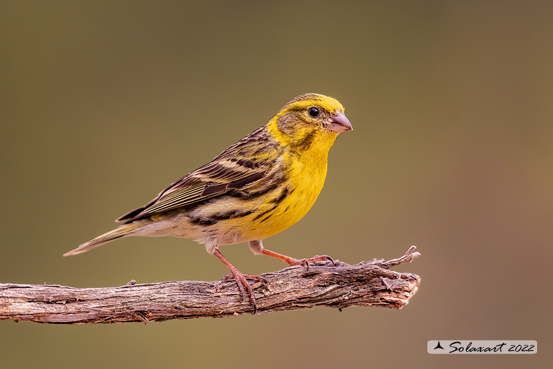 Serinus serinus:  Verzellino (maschio) ; Serin (male)