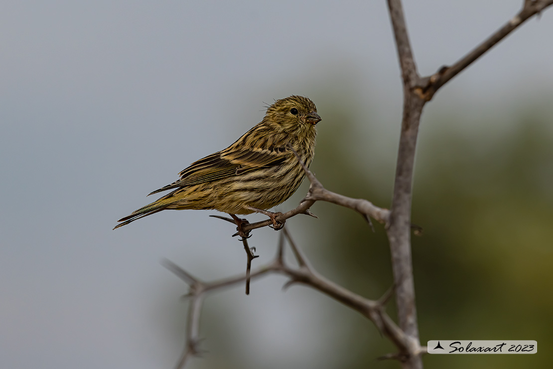 Serinus serinus:  Verzellino (maschio) ; Serin (male)