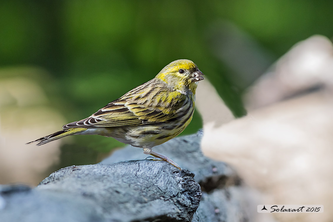 Serinus serinus:  Verzellino (maschio) ; Serin (male)