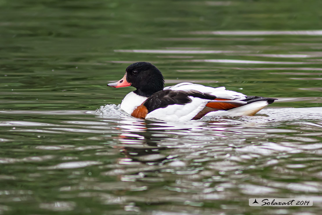 Tadorna tadorna - Volpoca (femmina) - Common shelduck (female)