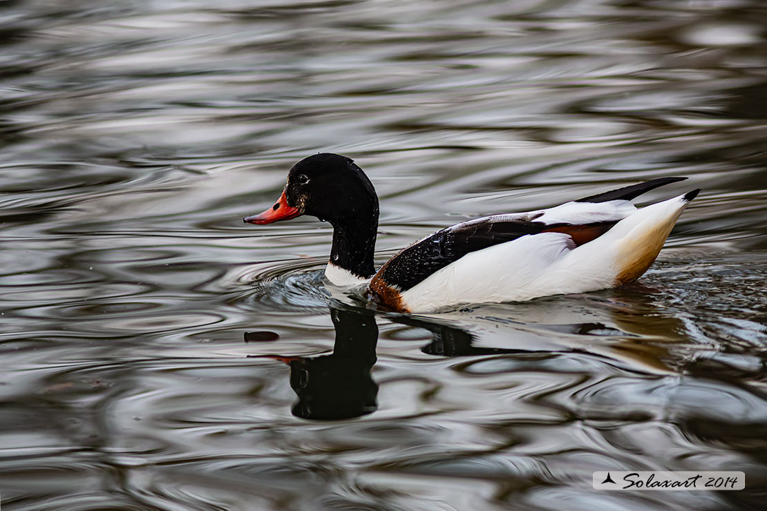 Tadorna tadorna - Volpoca (femmina) - Common shelduck (female)
