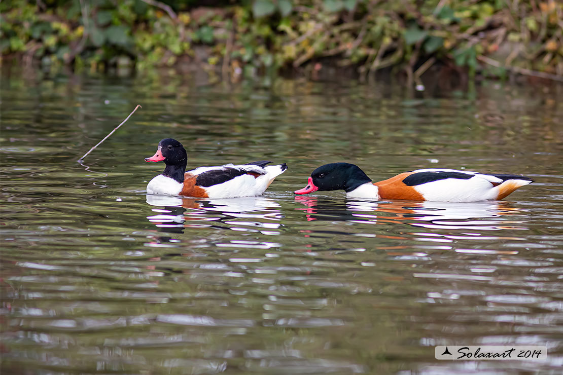 Tadorna tadorna: Volpoca (coppia) ; Common shelduck (couple)