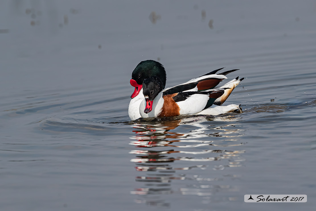 Tadorna tadorna: Volpoca (coppia) ; Common shelduck (couple)
