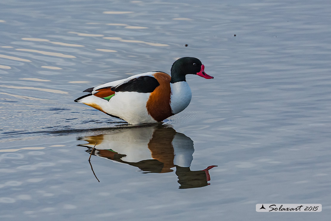 Tadorna tadorna:  Volpoca (maschio);  Common shelduck (male)