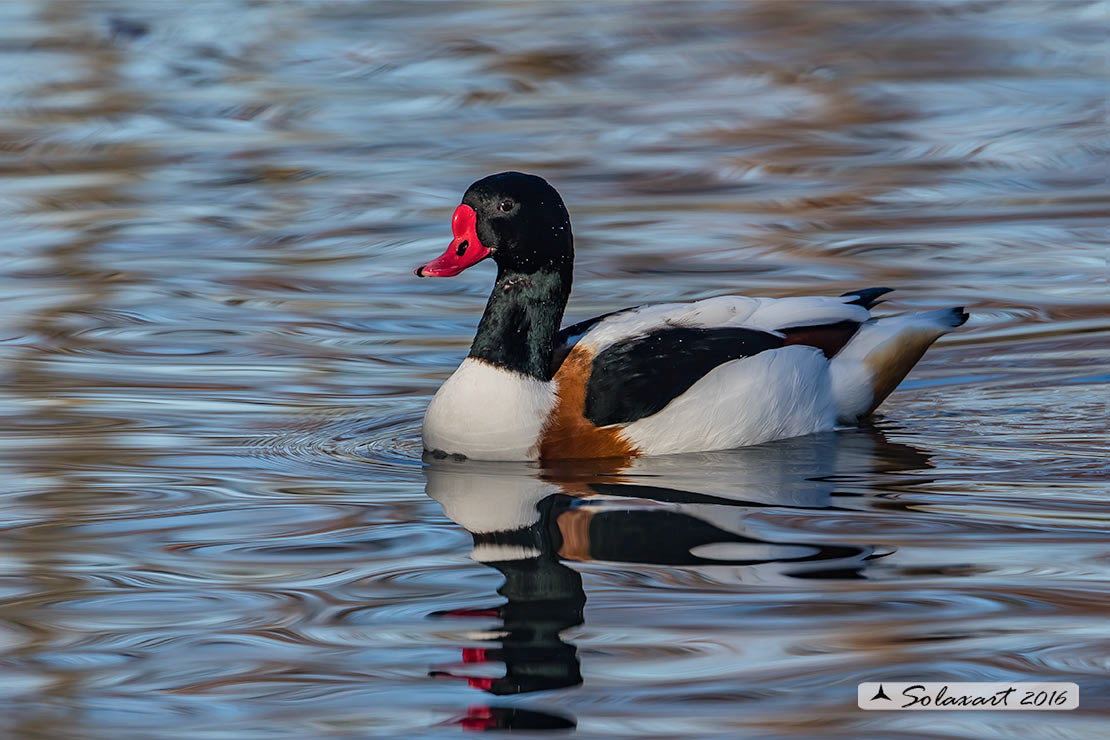 Tadorna tadorna:  Volpoca (maschio);  Common shelduck (male)