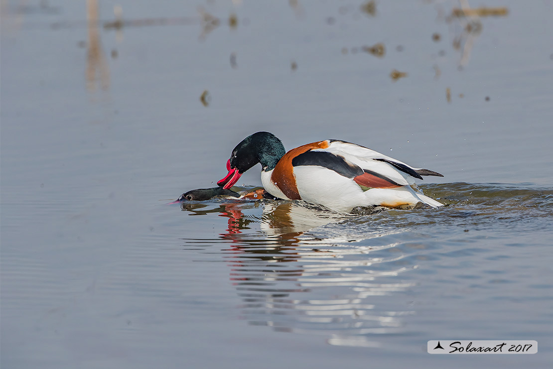 Tadorna tadorna: Volpoca (coppia) ; Common shelduck (couple)