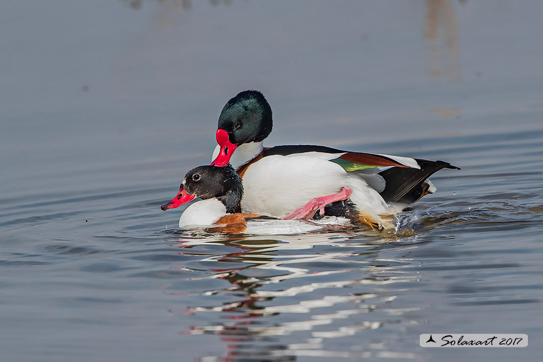 Tadorna tadorna: Volpoca (coppia) ; Common shelduck (couple)