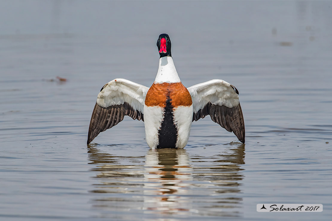 Tadorna tadorna:  Volpoca (maschio);  Common shelduck (male)