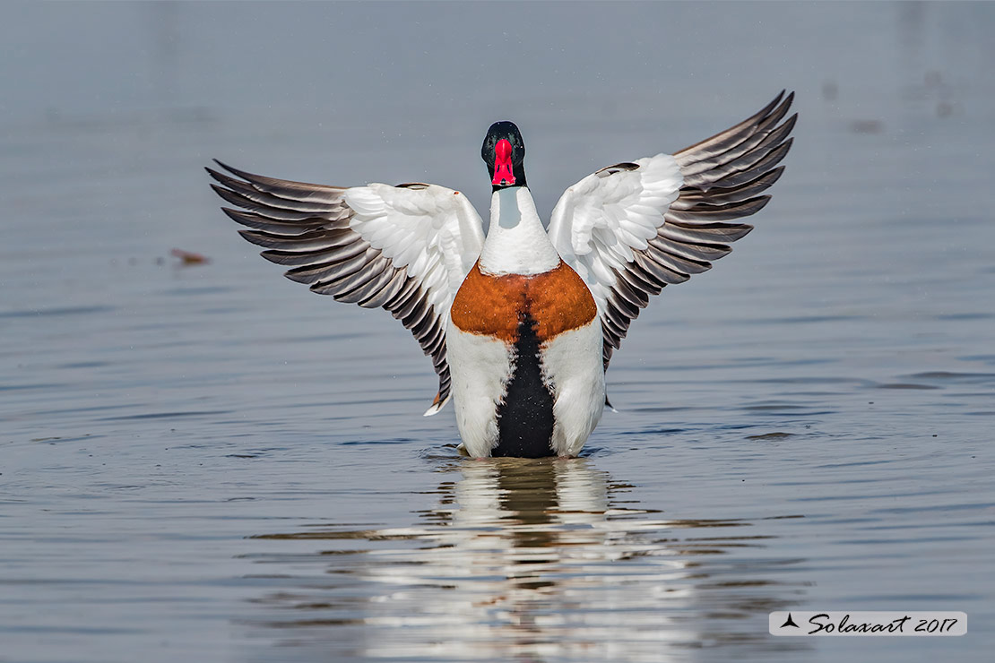 Tadorna tadorna:  Volpoca (maschio);  Common shelduck (male)