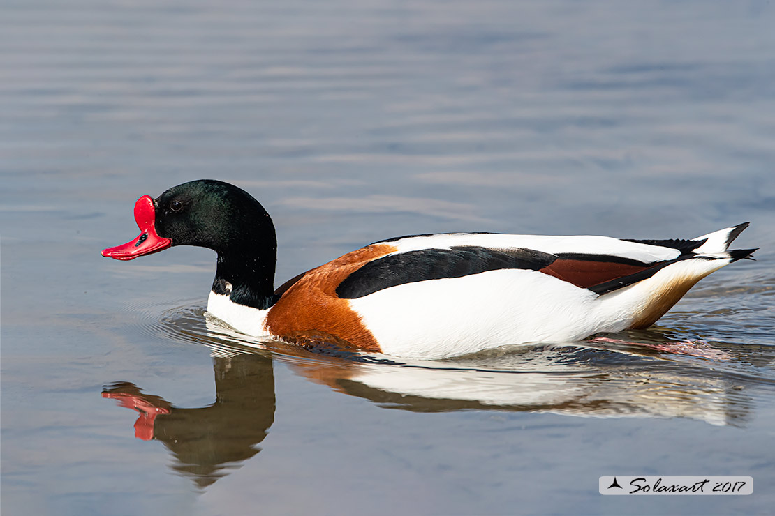 Tadorna tadorna:  Volpoca (maschio);  Common shelduck (male)