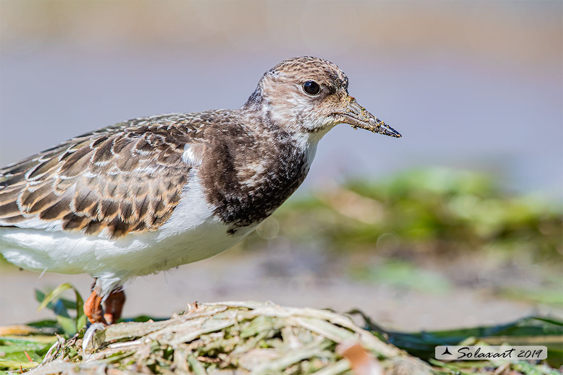 Arenaria interpres: Voltapietre; Ruddy turnstone