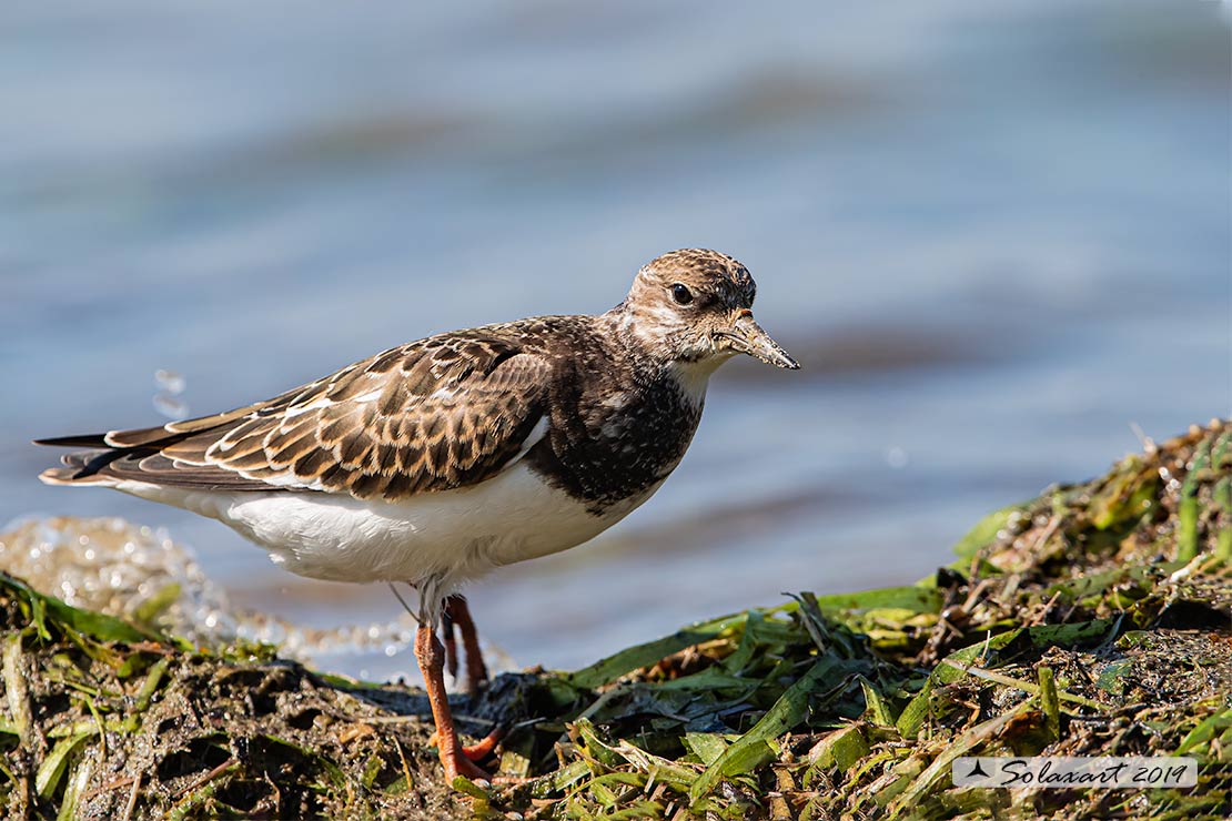 Arenaria interpres: Voltapietre; Ruddy turnstone