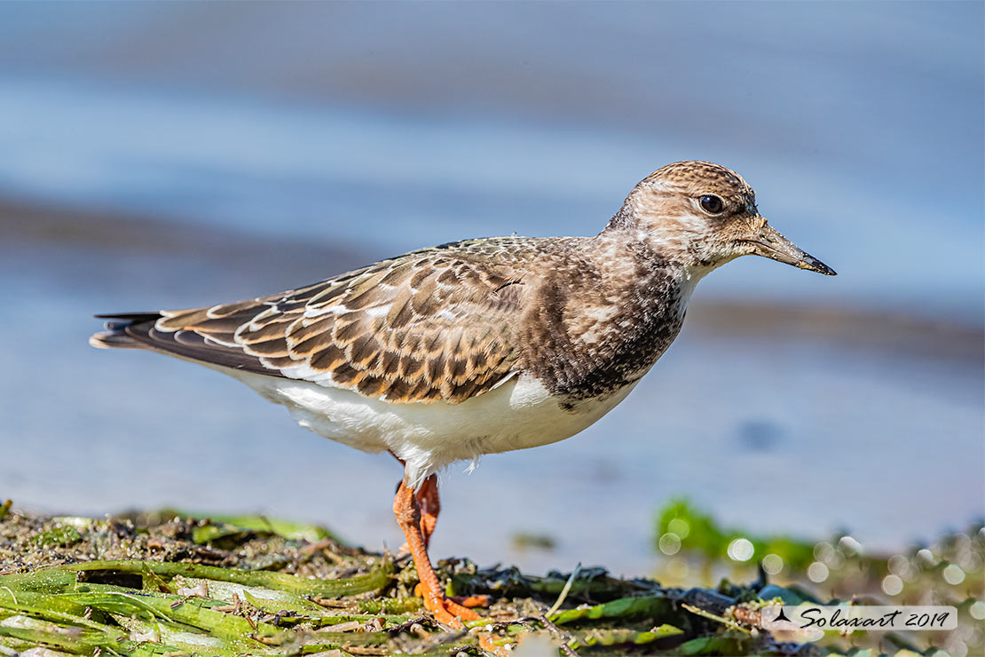 Arenaria interpres: Voltapietre; Ruddy turnstone