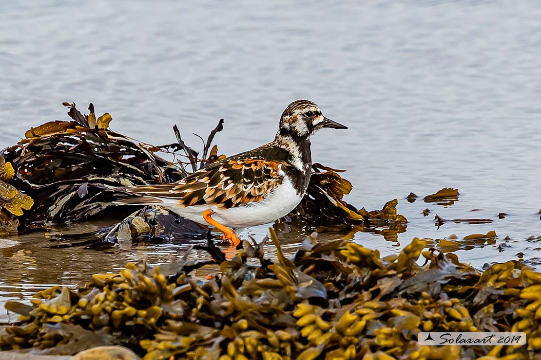 Arenaria interpres: Voltapietre; Ruddy turnstone