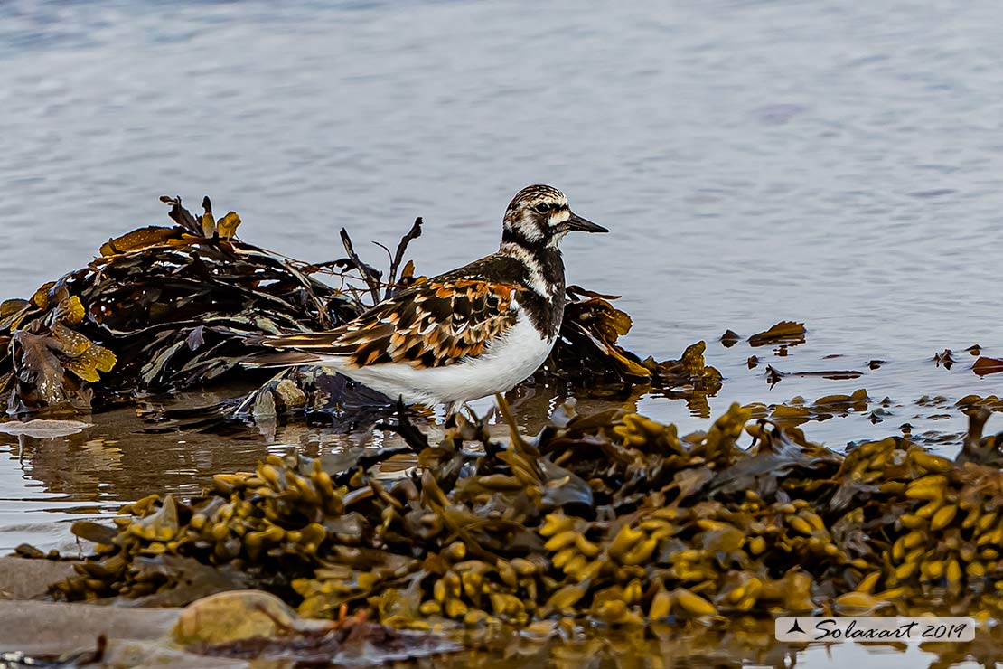 Arenaria interpres: Voltapietre; Ruddy turnstone