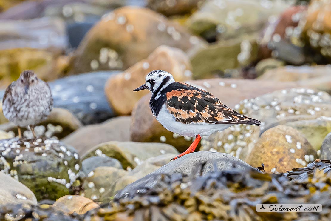 Arenaria interpres: Voltapietre; Ruddy turnstone