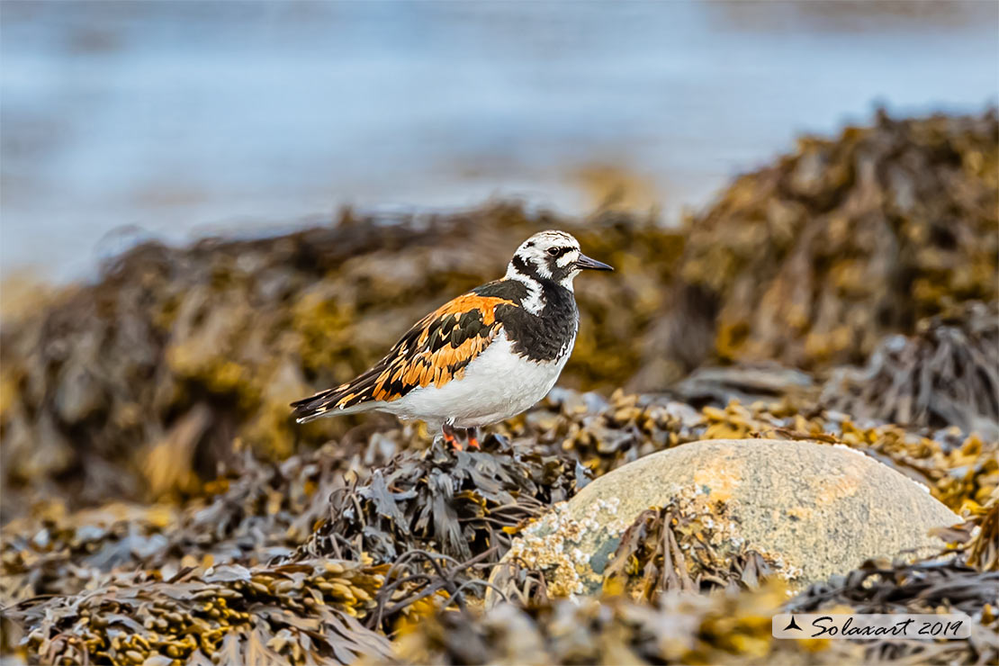 Arenaria interpres: Voltapietre; Ruddy turnstone