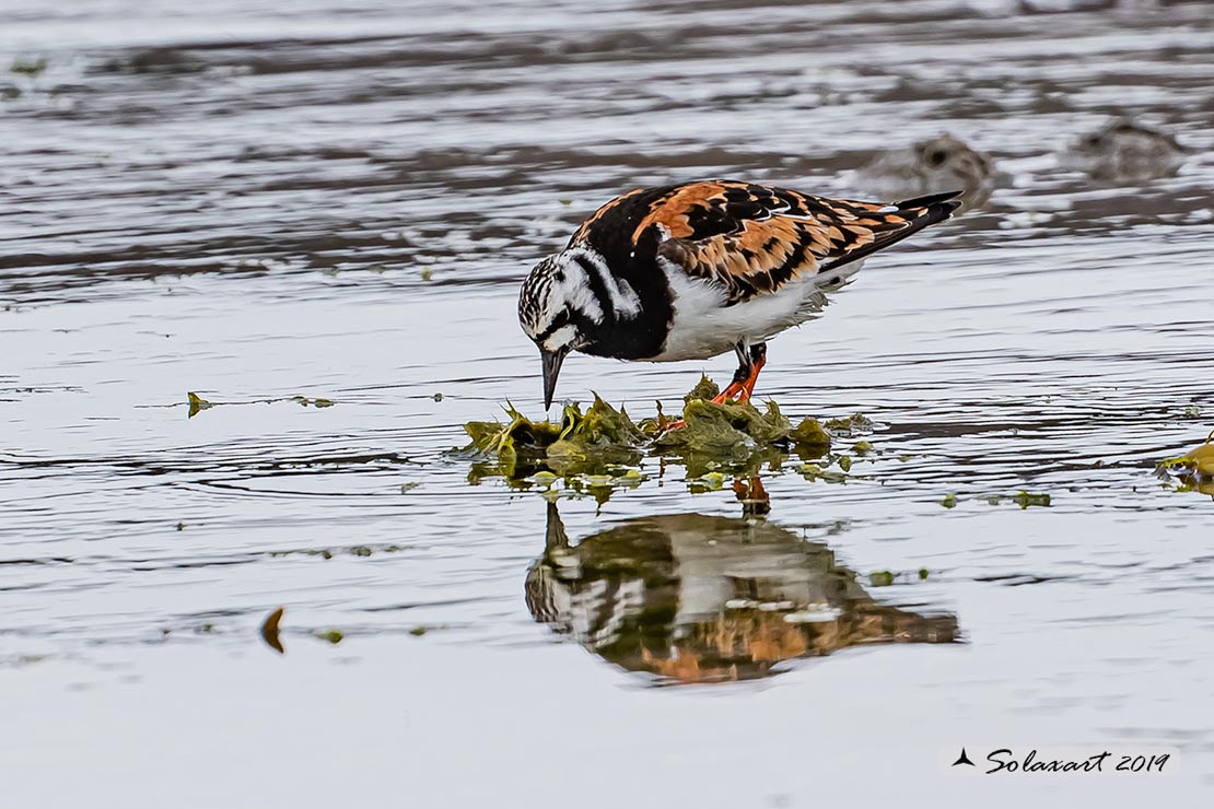 Arenaria interpres: Voltapietre; Ruddy turnstone